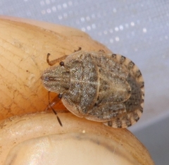 Sciocoris macrocephalus