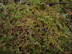 Rhytidiadelphus loreus