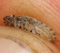 Sciocoris macrocephalus