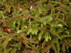 Rhytidiadelphus loreus