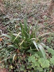 Iris foetidissima