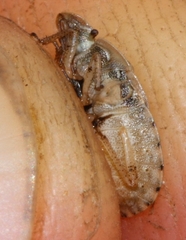 Sciocoris macrocephalus