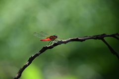Aethriamanta brevipennis