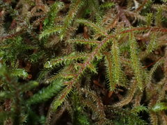 Rhytidiadelphus loreus