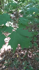 Acer