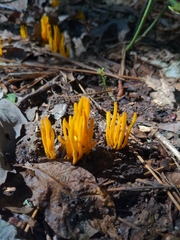 Clavariaceae