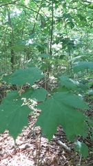 Acer