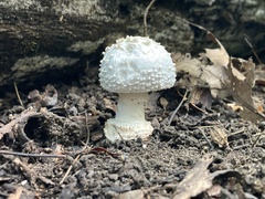 Amanita abrupta