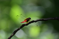 Aethriamanta brevipennis