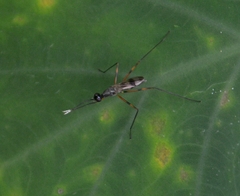 Micropezidae