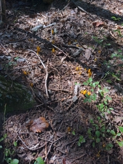 Clavariaceae