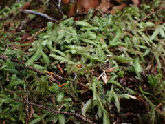 Plagiothecium undulatum