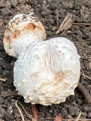 Amanita abrupta