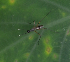 Micropezidae