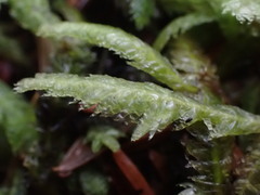 Plagiothecium undulatum