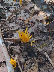Clavariaceae