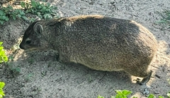 Procavia capensis capensis