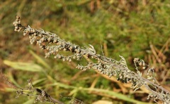 Artemisia absinthium
