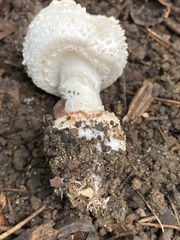Amanita abrupta