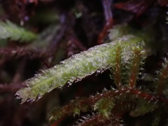 Plagiothecium undulatum