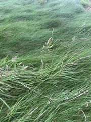 Agrostis stolonifera