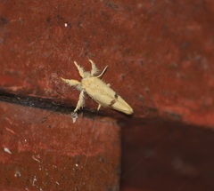 Artaxa