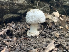 Amanita abrupta