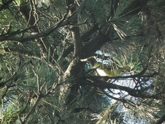 Oriolus chinensis