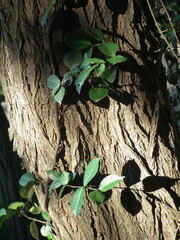 Trachelospermum jasminoides