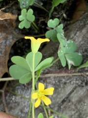 Oxalis corniculata