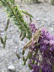 Melanoplus packardii