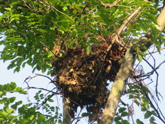 Pan troglodytes verus