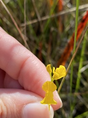 Utricularia juncea