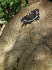 Kaniska canace
