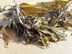Fucus serratus