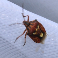Codophila varia