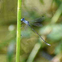 Lestes praemorsus