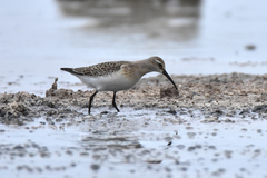 Calidris ferruginea