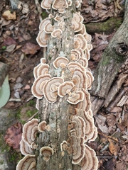 Trametes versicolor