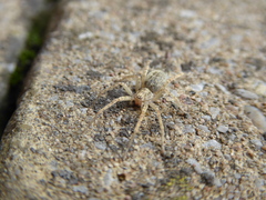 Anyphaena