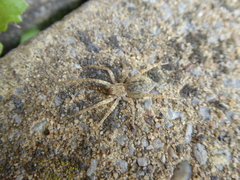 Anyphaena