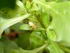 Anyphaena