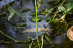 Lestes praemorsus