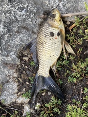 Carassius auratus