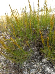 Artemisia salsoloides