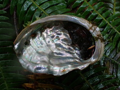 Haliotis kamtschatkana