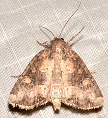 Mesapamea fractilinea