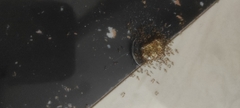 Trichomyrmex destructor