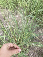 Panicum coloratum