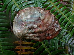 Haliotis kamtschatkana